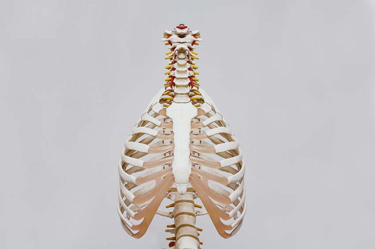 cura delle funzioni del sistema respiratorio tramite osteopatia