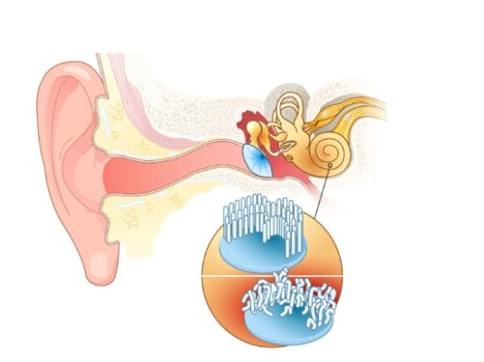 auricoloterapia controllo fame